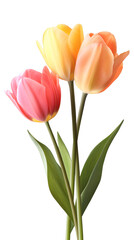 Fototapeta premium Vibrant tulips in bloom against a clear backdrop, ideal for springtime and floral-themed projects