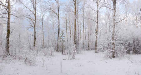 A beautiful snowy forest at Christmas with a path between the trees, peace and quiet. Walking.