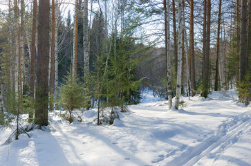 Magnificent snow-covered forest bright rays of light illuminate tree trunks and snow.