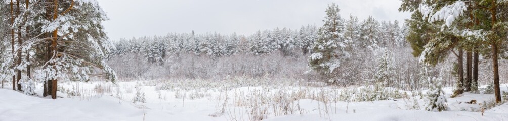 Magnificent snowy forest at Christmas with a path between the pines, peace and quiet.