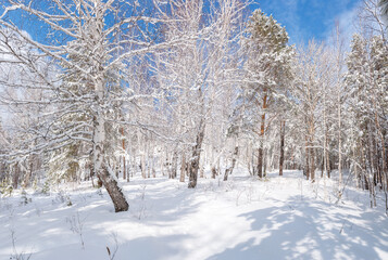 Beautiful winter landscape snow-covered trees illuminated by the sun against the blue sky.