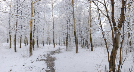 A beautiful snowy forest at Christmas with a path between the trees, peace and quiet. Walking.