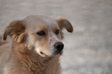 Stray dog. Adorable brown dog looking for food. Homeless dog.