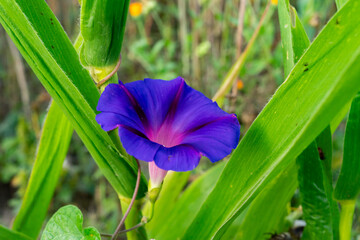 Beautiful purple flower blooms among green foliage in a sunny garden © Serhii