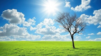 Fototapeta premium Lonely Tree Under Bright Sunlight Against Blue Sky and Green Field