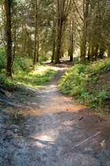 Forest Path at Long Beach Coast, Scenic Seaside Trail