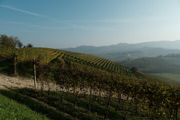Obraz premium the vineyards in the hills of the Piedmontese Langhe in autumn, in the period after the grape harvest