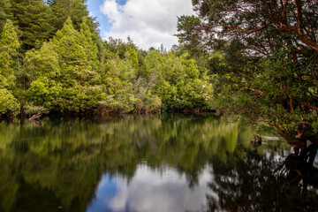 árboles de arrayán reflejados en el agua en la región de Aysén, Chile