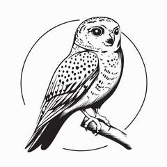 Kestrel image vector. Illustration of a kestrel on branch image on a white background
