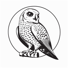 Black and white Common Kestrel Sitting on Branch isolated on white background