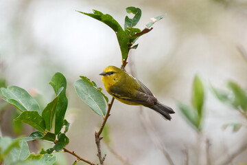 Blue-winged Warbler