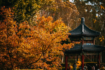 Obraz premium Located within Nurragingy Reserve, Doonside, this exquisite garden was cooperatively designed and constructed by Blacktown City Council and Liaocheng Municipal Government in China
