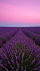 Obraz premium A field of lavender flowers stretching to the horizon under a soft pink sky.