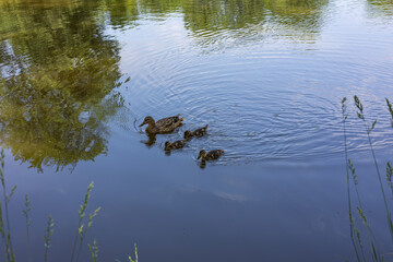 Mother duck swimming with her ducklings on a calm blue pond reflecting green trees and sky, creating gentle ripples in the water. Wildlife, nature, family and animal care