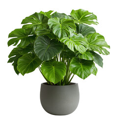 Indoor plant care monstera deliciosa in modern decor home environment lifestyle photography natural aesthetics