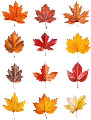 Obraz premium Autumn leaves collection nature photography seasonal overhead view vibrant colors and textures