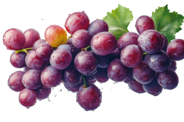 Harvesting juicy grapes vineyard fresh produce natural setting close-up view healthy living