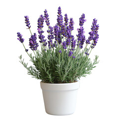 Fototapeta premium Lavender plant care tips for indoor gardening enthusiasts home blog post cozy setting close-up view botanical concept