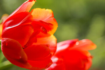 Flower card.orange tulips. salmon colored tulips in a spring garden.Floral spring wallpaper in warm colorsCard with tulips. Bulbous perennial flowers. 