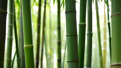 Fototapeta premium Lush green bamboo trees in a serene forest setting, with a softly blurred background.