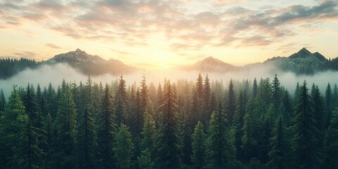 Obraz premium Misty Sunrise Over Majestic Redwood Forest Nature Landscape Photography Enchanted Environment Panoramic View Tranquility Concept