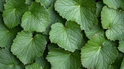 Close-up of big, bright green leaves arranged in an abstract collage creating a fresh and detailed background perfect for nature and environmental designs.