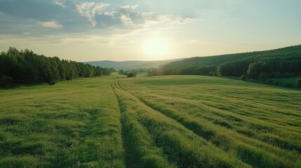 field at summer view from the car on the road