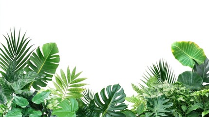 Lush Green Tropical Foliage Border Against White Background