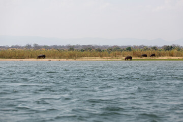 hippos grazing at the side of Zambezi River