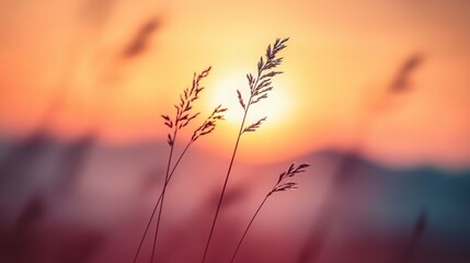 Obraz premium A macro image of wild grass in the mountains at sunset, featuring a shallow depth of field and a vintage filter, perfect for capturing the essence of a peaceful summer evening.