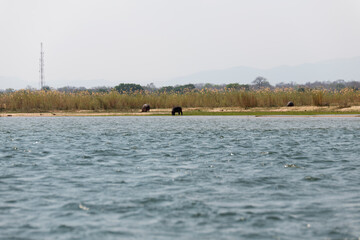 hippos grazing at the side of Zambezi River