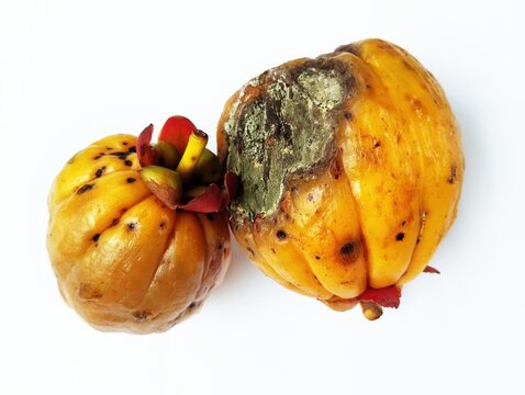 Garcinia prainiana also known as the&nbsp;button mangosteen&nbsp;or&nbsp;cherapu