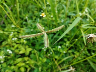 Fototapeta premium Egyptian crowfoot grass or crowfoot grass