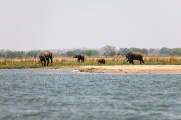 Naklejka premium elephant family at the side of Zambezi River