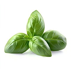 Obraz premium Fresh organic basil leaves, close-up, isolated on white background,Basil close-up,Basil leaves in closeup,Fresh green leaves of basil isolated on white background top view