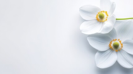 Obraz premium Elegant White Flowers Soft Bloom Floral Background Spring Botany
