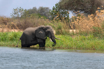 African elephants grazing at the Zambezi River