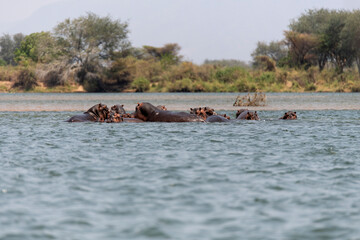 Fototapeta premium hippo swimming in Zambezi River