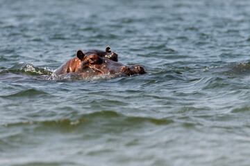 hippo swimming in Zambezi River