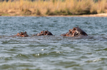 hippo swimming in Zambezi River