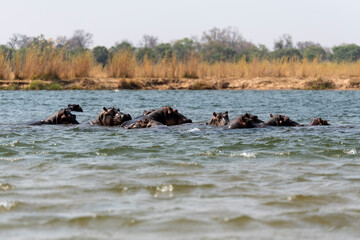 hippo swimming in Zambezi River