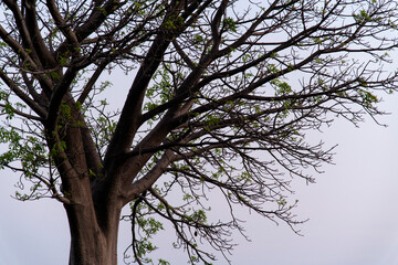 View of the tree in the late afternoon