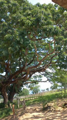 Nature tree with 100 years old beautiful Venezuelan plains