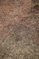 Hay for animals, farm, barn bedding