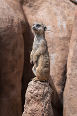 Isolated zoo meerkat standing on guard over a termite mound against natural red rock background