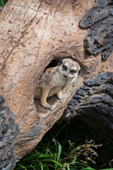 Isolated zoo meerkat peeking out of hollowed tree trunk