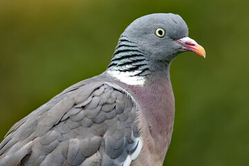 Wood Pigeon