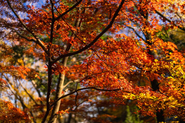季節を感じる色鮮やかな紅葉　成田山公園