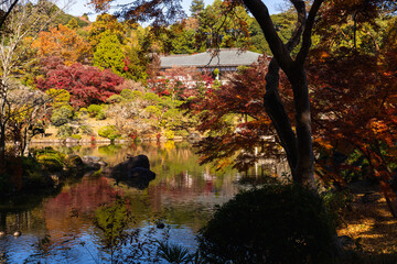 季節を感じる色鮮やかな紅葉　成田山公園
