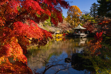季節を感じる色鮮やかな紅葉　成田山公園
